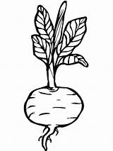 Beet Coloring Pages Beets Vegetables Drawing Template Getdrawings Recommended sketch template