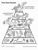 Pyramid Worksheet Worksheets Ciencias Alimentaire Cadena Chaine Biology Conservation Ciencia Alimenticia Erosion Animales Yahoo Experiencias Escuela Primaria Colegios Deberes Intermedia sketch template