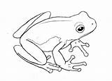 Frog Frosch Zeichnen Frogs Broscuta Poison Pintar Zeichnung Drawcentral Colorat Frösche Ausmalbilder Desene Strichzeichnung Einfache Ranas sketch template