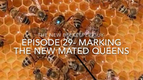 beekeeper guy episode  marking   mated queens youtube