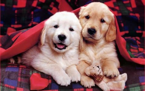 cute puppies puppies wallpaper  fanpop