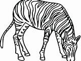 Zebra Coloring Pages Printable Drawing Zebras Clipart Line Head Clip Color Animal Clipartbest Kids Getcolorings Super Gif Other Supercoloring Sheet sketch template