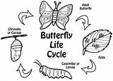 Coloring Butterfly Cycle Life Pages Kids Printable Clipart Caterpillar Animal Colouring Print Monarch Stages Young Preschool Lifecycle Google Most Stage sketch template