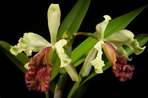 Cattleya Orchids Different Types How To Grow And Care Florgeous