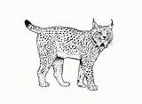 Colorear Linces Lince Iberico Salvajes Raros Anipedia Lynx Tablero sketch template
