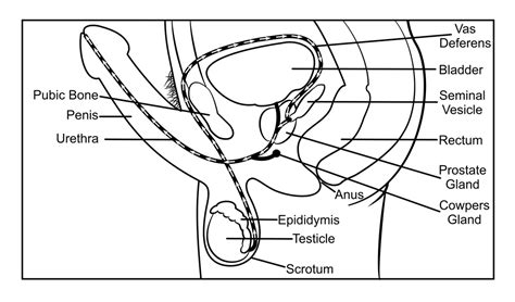 Male Reproductive System Illustrations To Assist In