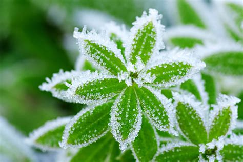 winterharte pflanzen diese pflanzen ueberleben die kalte jahreszeit unbeschadet heimhelden