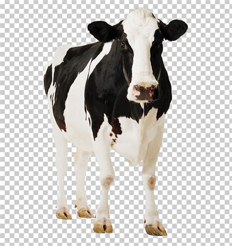 Holstein Friesian Cattle Gyr Cattle Milk Png Clipart