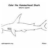 Shark Hammerhead Creatures Ocean Category Nature sketch template