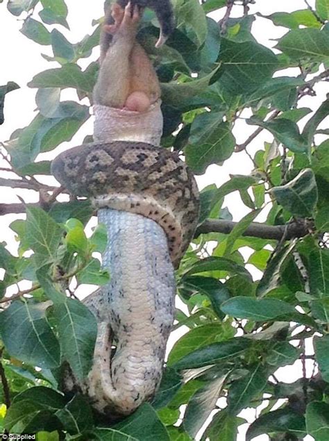 Photos Show Giant Python Swallowing A Possum Whole In