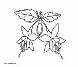 Coloring Fuchsia Fushcia Pages Printable Dot Drawings Flowers 600px 78kb sketch template