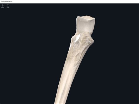 human ulna bone