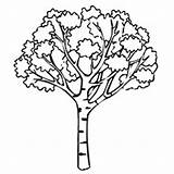 Tree Coloring Pages Joshua Colouring National Sycamore Park Drawing Mango Getdrawings Clipart Designlooter Drawings 36kb 230px sketch template