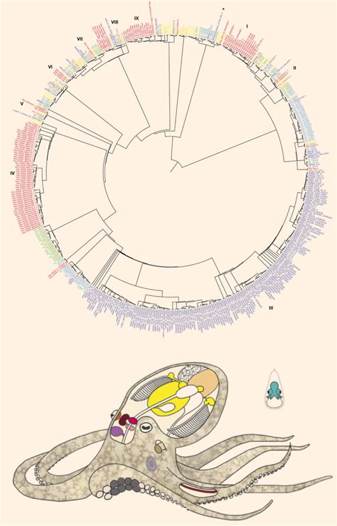 Scientists Sequence Genome Of California Two Spot Octopus Genetics