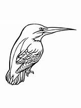 Kingfisher Coloring Bird Pages Printable Color Clipart Drawing Birds Supercoloring Online Drawings Categories 21kb 1024px sketch template