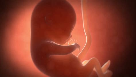 baby   womb stock footage video  shutterstock