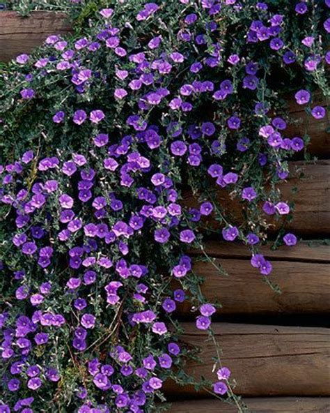 304 Best Rock Gardens And Ground Covers Images On Pinterest Garden