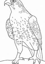 Faucon Falco Falcons Colorat Colorare Pasari Aquila P34 Uccelli Planse Animali Aquile Halcones Colorier Hawk Kindergarten Crecerelle Horse Lombardi Primiiani sketch template