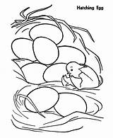 Coloring Hatching Pages Egg Chicken Chick First Baby Netart Just Color Getdrawings Drawing Hatch sketch template