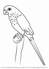 Draw Parakeet Green Step Drawing Cheeked Parrots Tutorials Drawingtutorials101 Animals sketch template