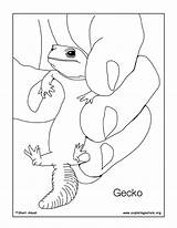 Gecko Coloring sketch template