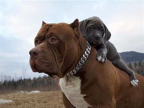 World S Biggest Pitbull Hulk Has Puppies That Are Worth 100k Ladbible