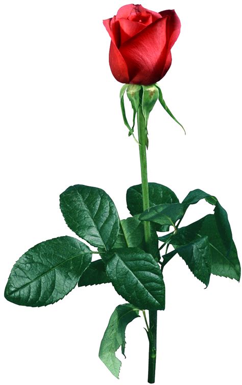 Rosas En Png Imagui