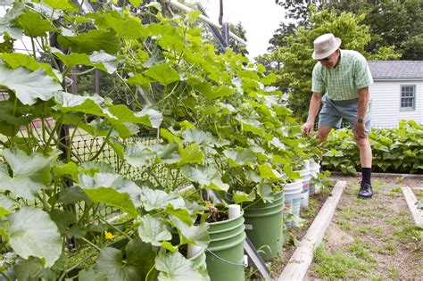 tomatoes grow   buckets  improve soil reduce problems
