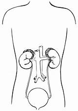 Coloring System Urinary sketch template