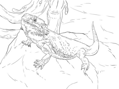 central bearded dragon coloring page  printable coloring pages