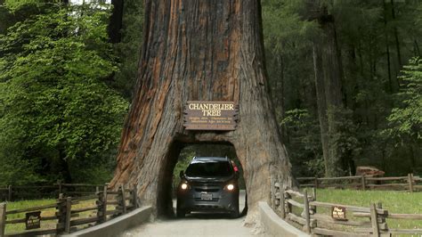 californias redwoods   land   giants la times
