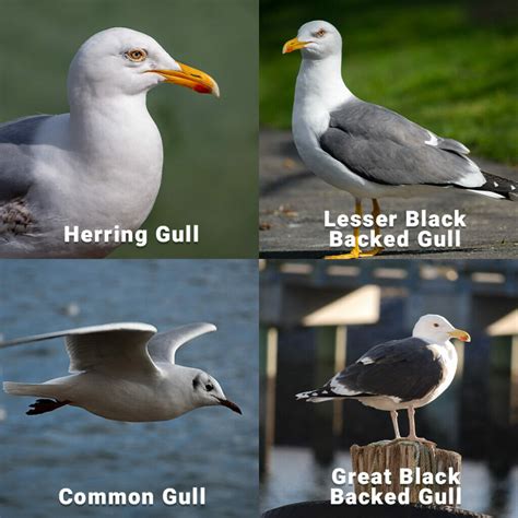 seagulls dangerous complete guide january  integrum