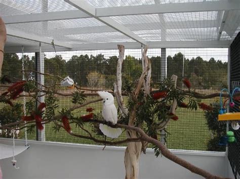 images  outdoor aviaries  pinterest geodesic dome