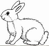 Coloring Rabbit Books Backyard Pages Nature Bunny sketch template