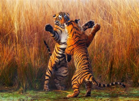 tiger fightining hd animals  wallpapers images backgrounds