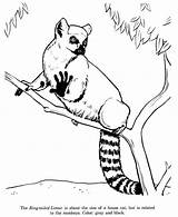 Lemur Coloring Ring Tailed Cat Pages Sized Drawing Colouring Color Getdrawings Luna sketch template