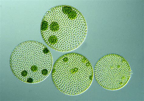 green algae agro chemistry