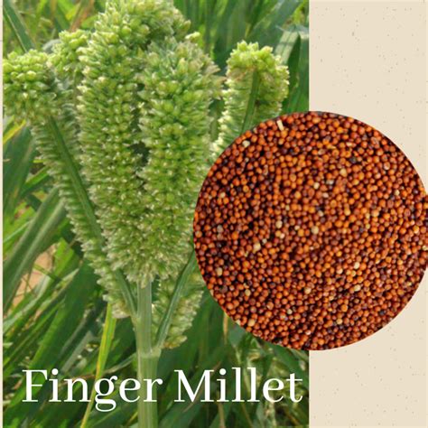 types  millets grown  india