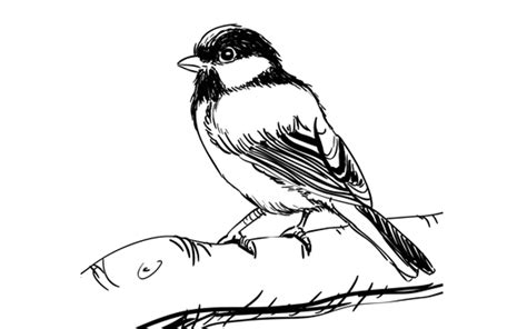 draw  bird sketchbook challenge  sketchbooknationcom