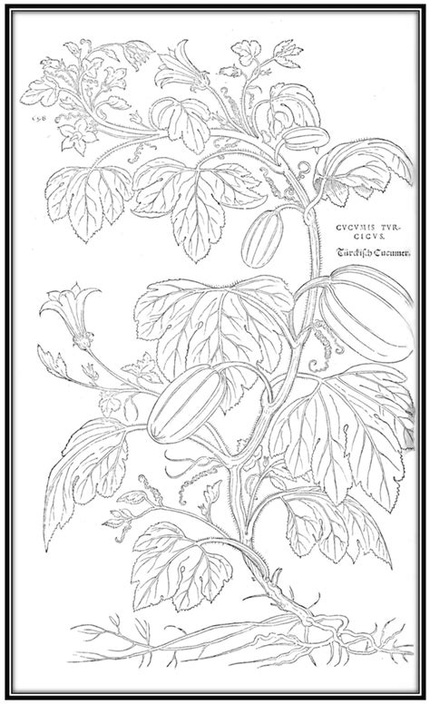 plant coloring book  happily