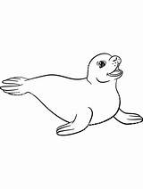 Seal Seals sketch template