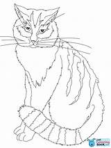 Coloring Cat Pages Mountain Printable Choose Board Andean Chinese sketch template
