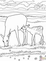 Elk Coloring Pages Baby Bull Mother Color Drawing Printable Print Animals Online Kids Coloringhome sketch template