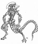 Alien Xenomorph Coloring Predator Vs Pages Warrior Arvalis Deviantart Color Getdrawings Sniper Gand Wars Star Sketch Print Template sketch template