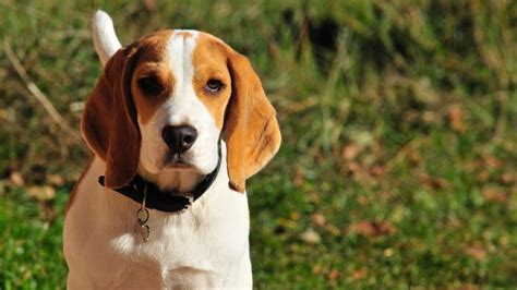 beagle mix breeds  guide    crosses animal corner