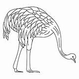 Emu Coloring Designlooter Grazing 230px 71kb sketch template