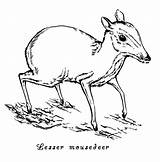 Mousedeer sketch template