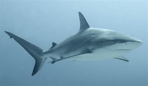 curacao neemt versneld maatregelen om haaien te beschermen duikeninbeeld