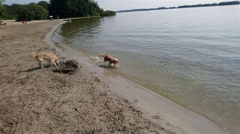 hond los op het strand van zeewolde