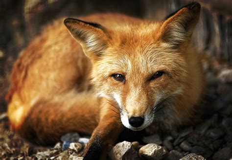 red fox potawatomi zoo